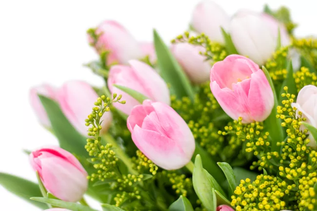 Kytice růžových tulipánů